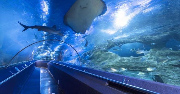Underwater Tunnel