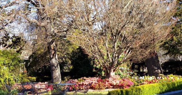 The Linden Tree
