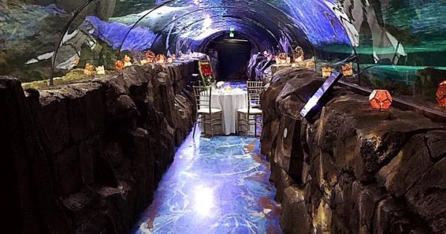 Whole Aquarium Hire